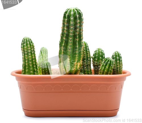 Image of Cactus Pot