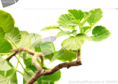 Image of Geranium Leaves