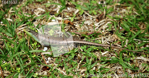 Image of Small Skink