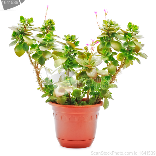 Image of Home Plant