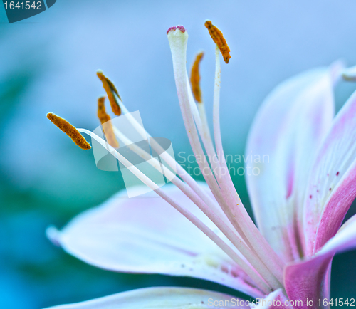 Image of  Lily Stamen Macro