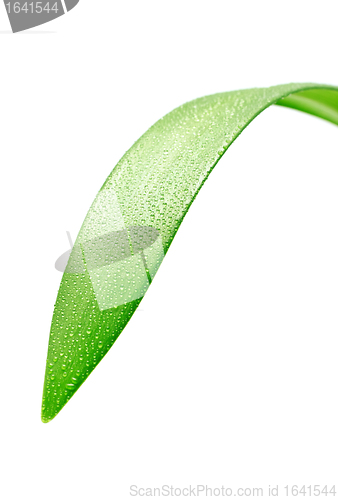Image of Green Leaf
