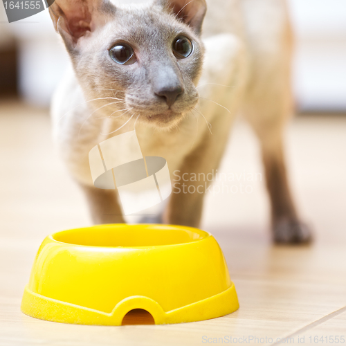 Image of Hairless Cat Eating