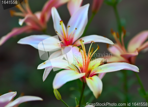 Image of Pink Lilies