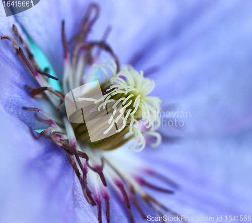 Image of Violet Flower