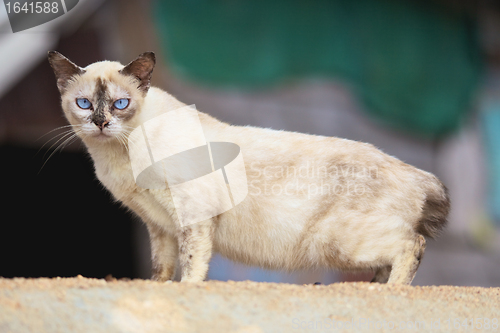 Image of Siamese Cat