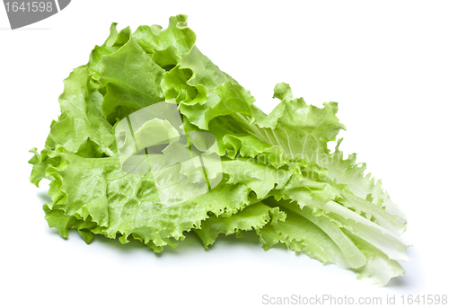 Image of Green Lettuce