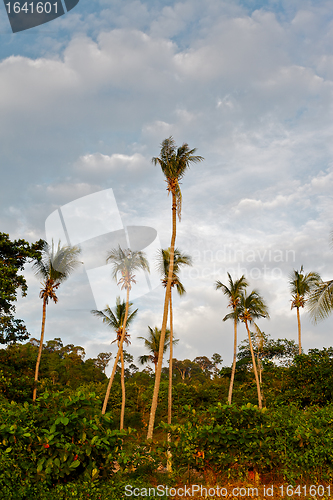 Image of Tropic Jungle