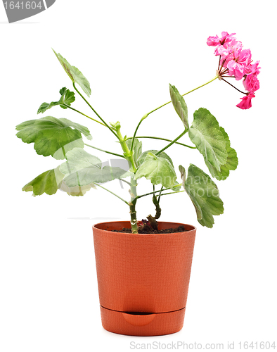 Image of Geranium in Pot