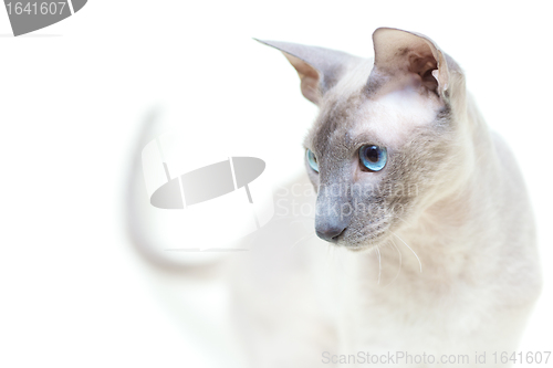 Image of Hairless Cat