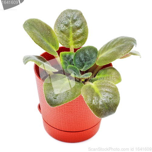 Image of Home Plant