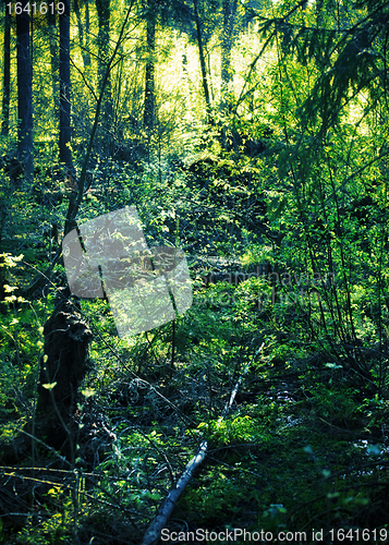 Image of Spruce Forest