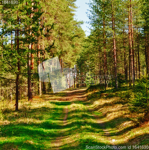 Image of Way in Pine Forest