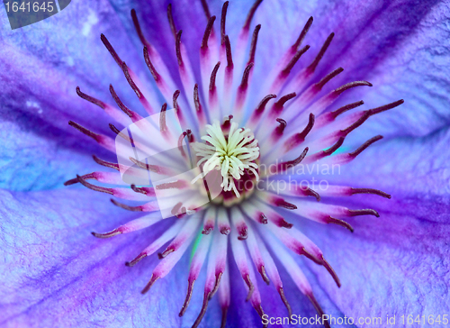 Image of Violet Flower