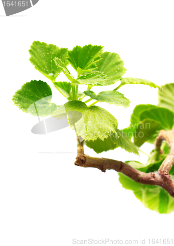 Image of Geranium Leaves