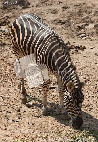 Image of Zebra Eating