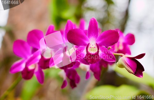 Image of Purple Orchid