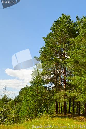 Image of Pine Forest