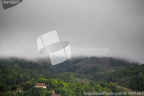 Image of Forest Under Rain