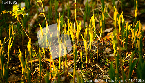 Image of Forest Lilies