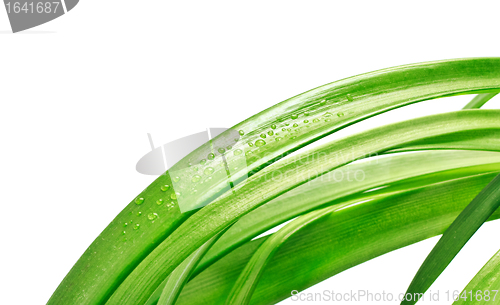 Image of Green Leaves