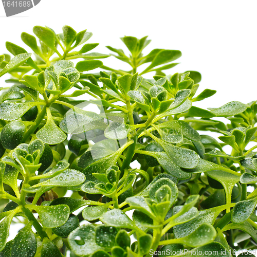 Image of Green Leaves