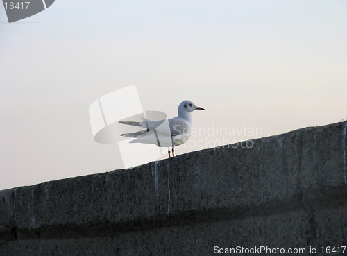 Image of Gull