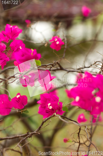 Image of Bougainvillea Flower