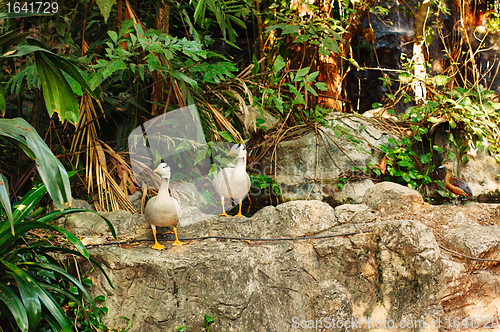 Image of Two Ducks