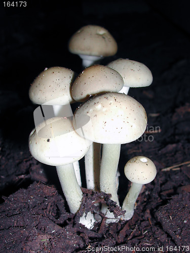 Image of Mushroom