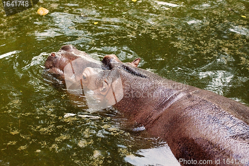 Image of Huge Behemoth