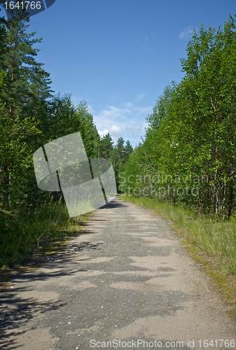 Image of Old Way in Forest