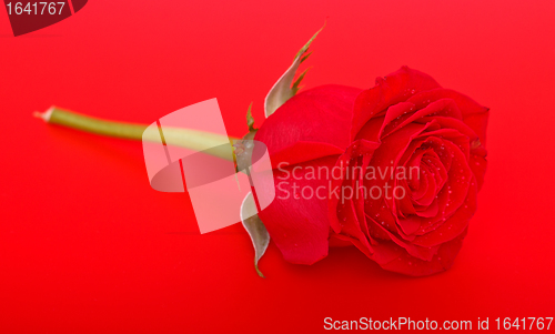 Image of Red Rose