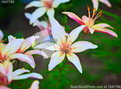 Image of Pink Lilies