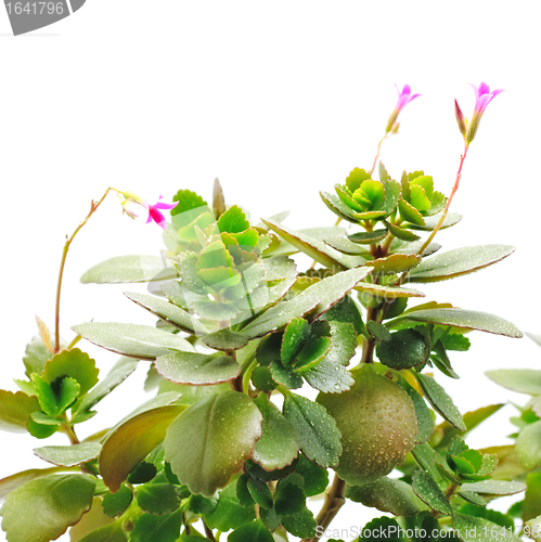 Image of Home Plant