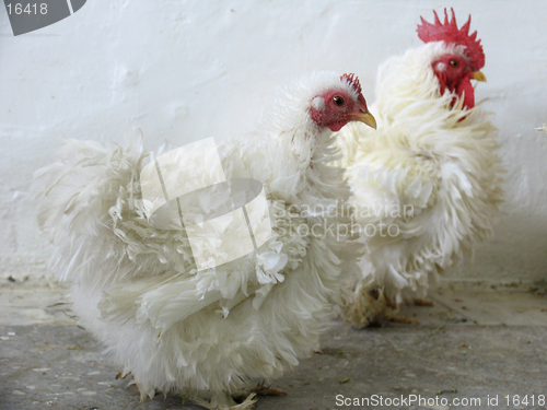 Image of  White hens