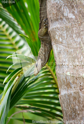 Image of banded monitor lizard