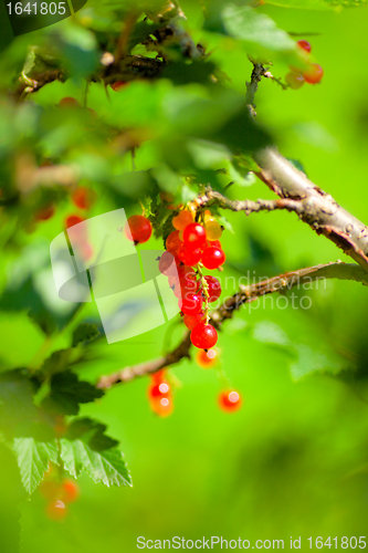 Image of Redcurrant Bunch