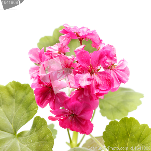 Image of Geranium Flower