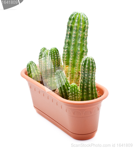 Image of Cactus Pot