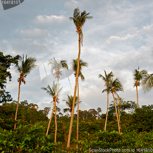 Image of Tropic Jungle