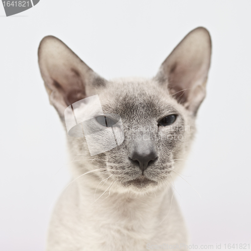 Image of Hairless Cat