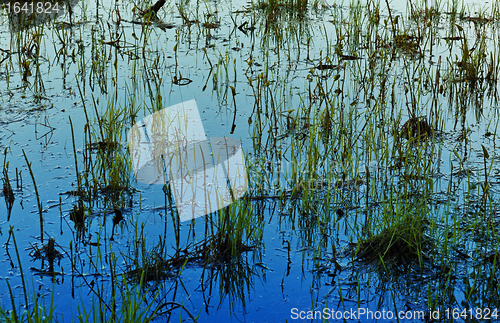 Image of Grass in Water