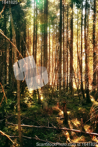 Image of Pine Tree Forest