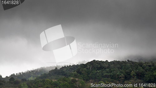 Image of Forest Under Rain