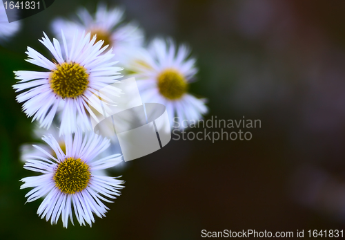 Image of Erigeron Alpinus