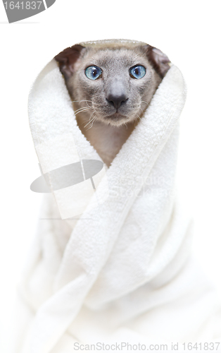 Image of Hairless Cat in Towel