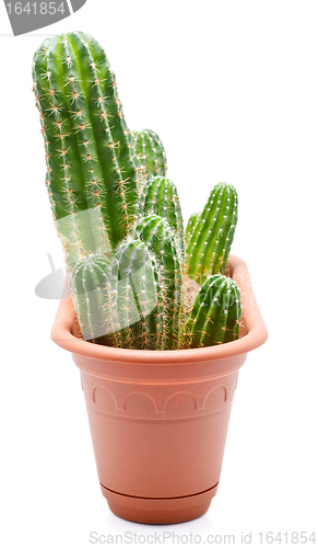 Image of Cactus Pot