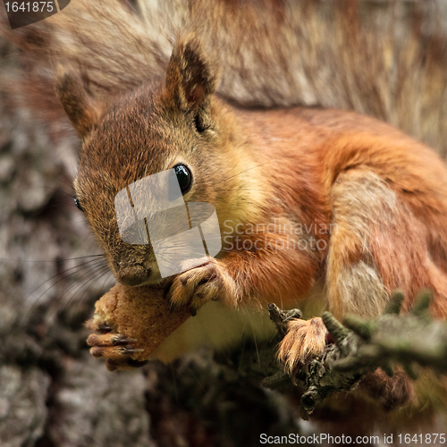 Image of Squirrel with Bread Crust