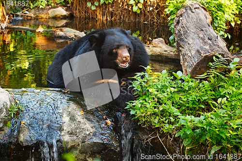 Image of Malayan Sun Bear